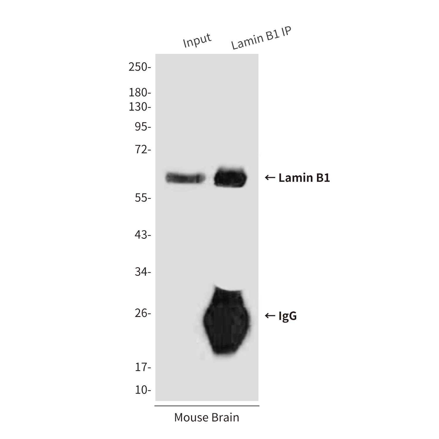 Lamin B1 (9B10) Mouse mAb
