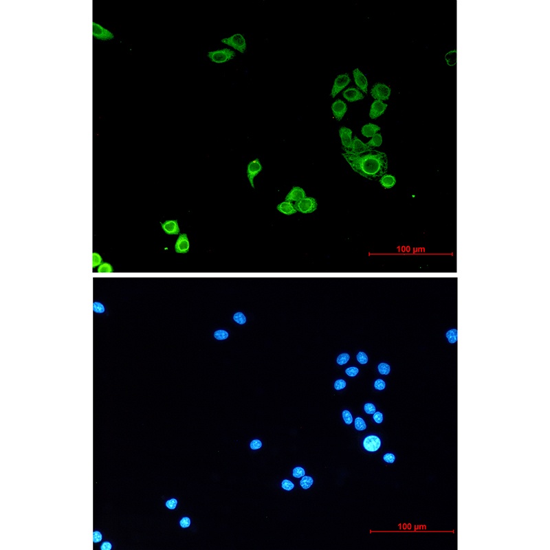 Lamin B1 (9B10) Mouse mAb