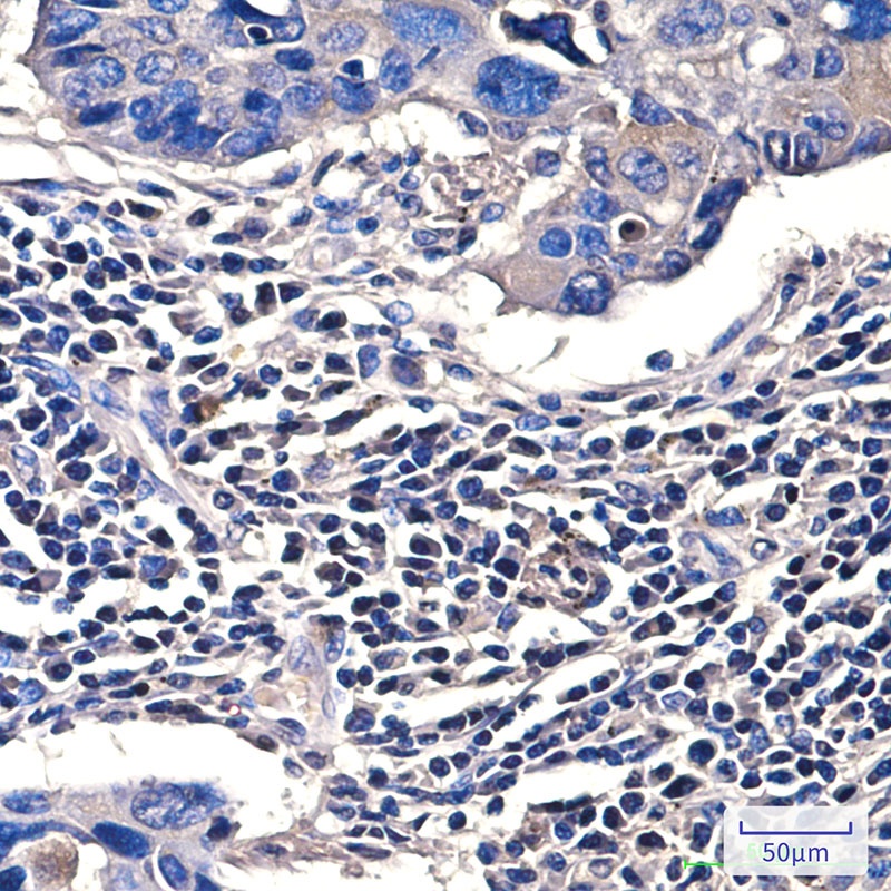 Lamin B1 (9B10) Mouse mAb