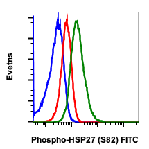 Phospho-HSP27 (Ser82) (CB2) rabbit mAb FITC conjugate