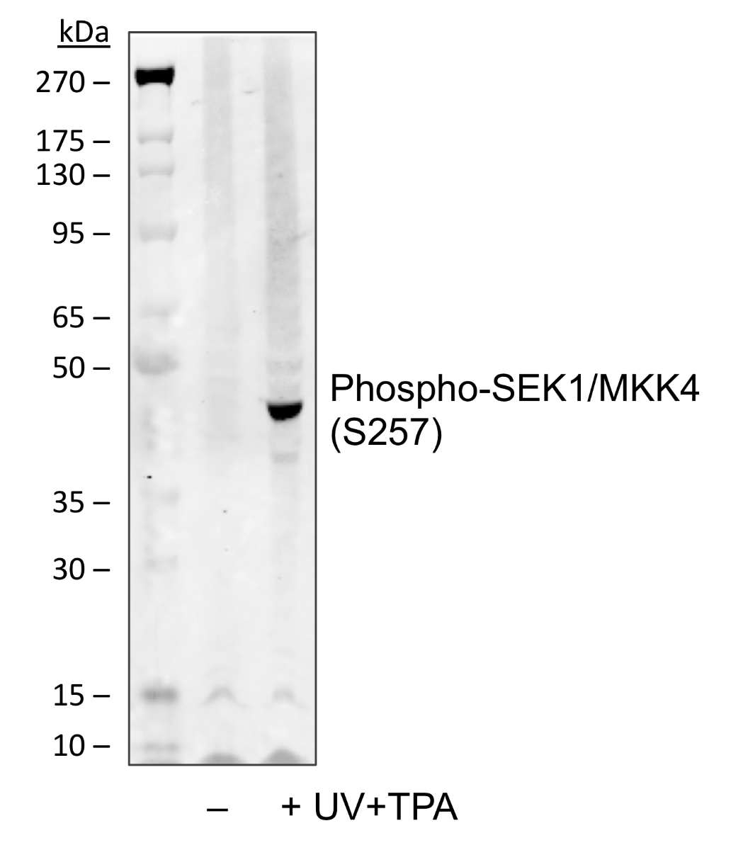 Phospho-SEK1/MKK4 (Ser257) (C5) rabbit mAb