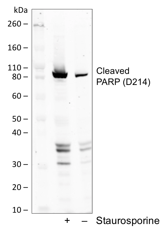 Cleaved PARP (Asp214) (H8) rabbit mAb