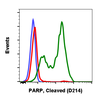 Cleaved PARP (Asp214) (H8) rabbit mAb