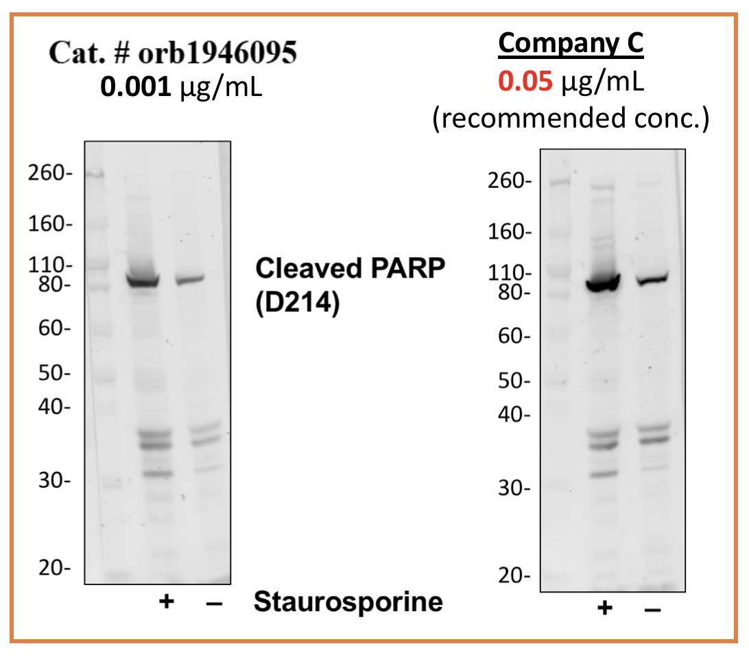 Cleaved PARP (Asp214) (H8) rabbit mAb
