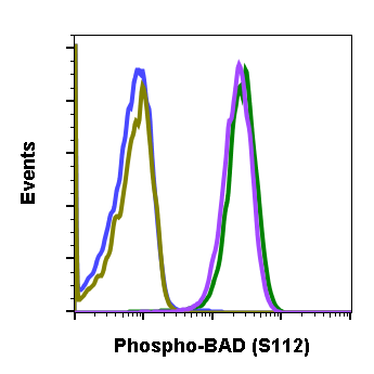 Phospho-BAD (Ser112) (B9) rabbit mAb