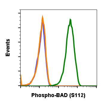 Phospho-BAD (Ser112) (B9) rabbit mAb