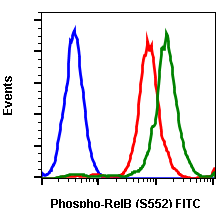 Phospho-RelB (Ser552) (A7) rabbit mAb FITC conjugate