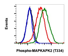 Phospho-MAPKAPK2 (Thr334) (H2) rabbit mAb