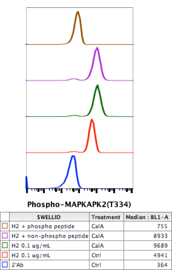 Phospho-MAPKAPK2 (Thr334) (H2) rabbit mAb
