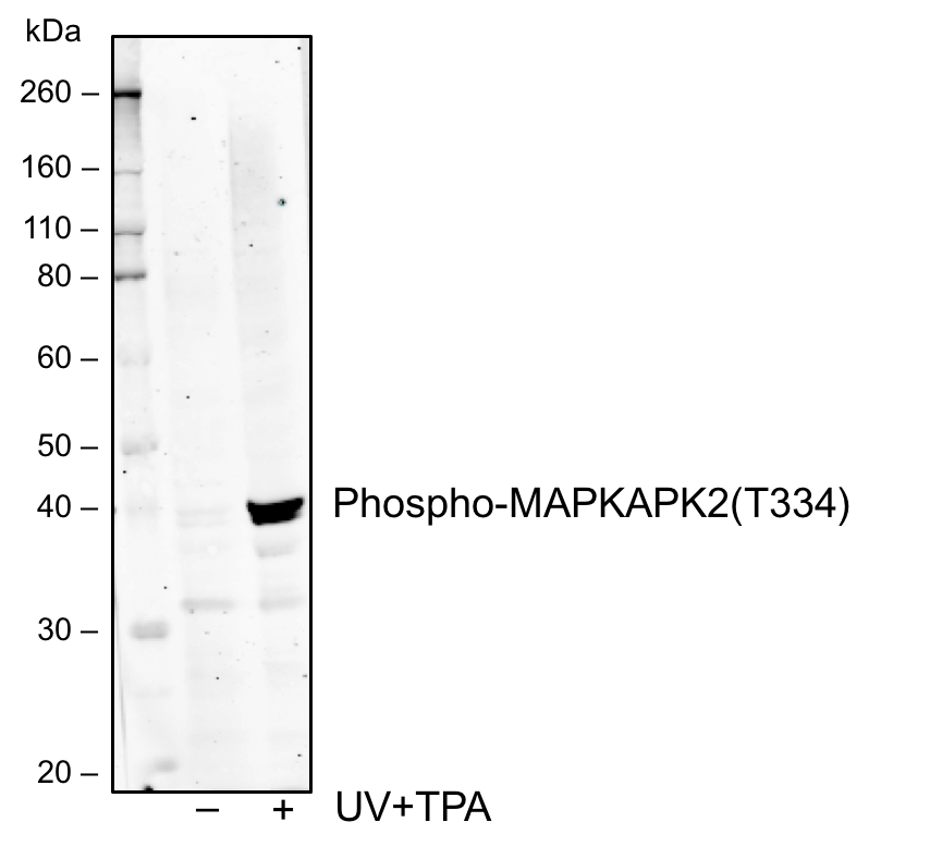 Phospho-MAPKAPK2 (Thr334) (H2) rabbit mAb