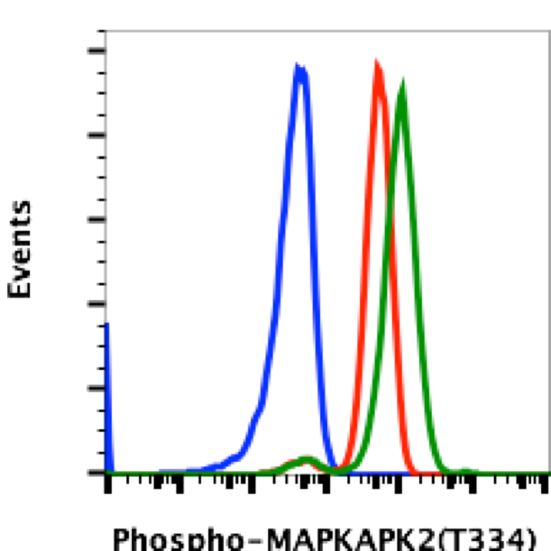 Phospho-MAPKAPK2 (Thr334) (H2) rabbit mAb