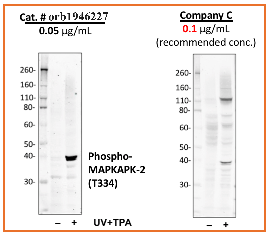 Phospho-MAPKAPK2 (Thr334) (H2) rabbit mAb