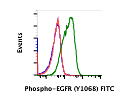 Phospho-EGFR (Tyr1068) (E5) rabbit mAb FITC conjugate