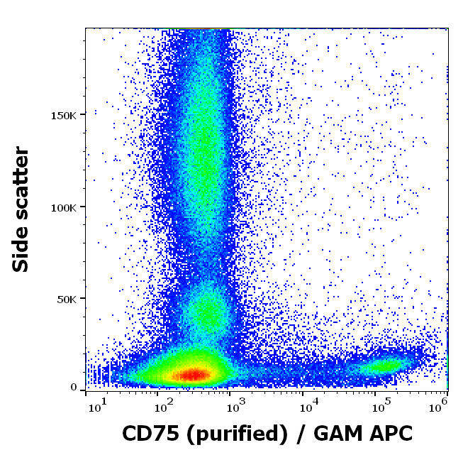 Anti-Hu CD75 Purified