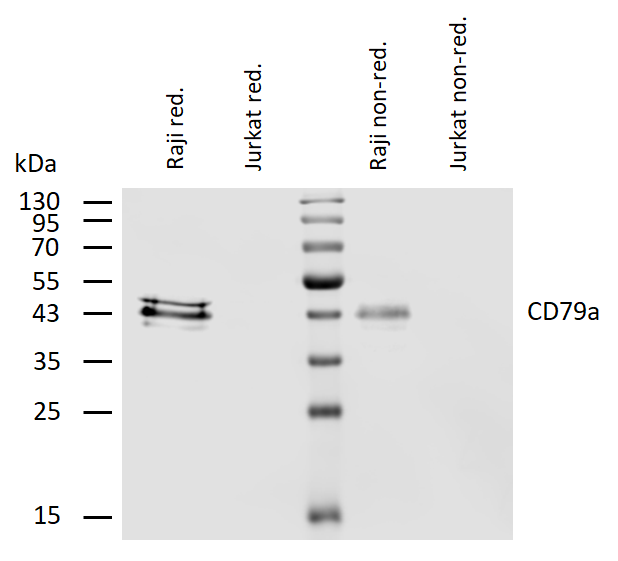 Anti-Hu CD79a Purified