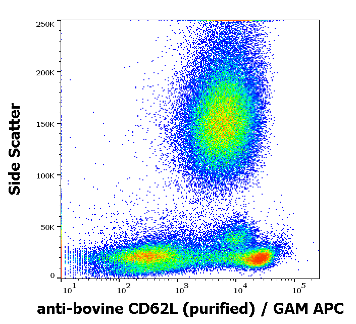Anti-Bov CD62L Purified