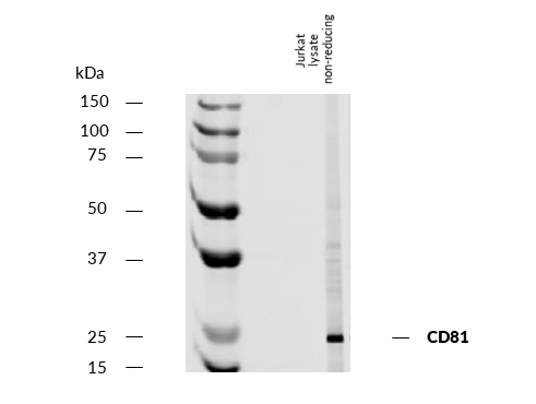 Anti-Hu CD81 Purified