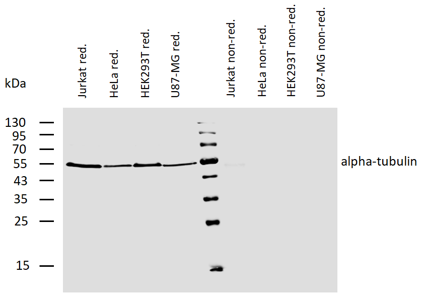 Anti-alpha-Tubulin Biotin