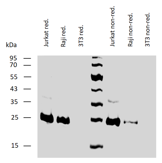 Anti-Hu BCL2 Purified