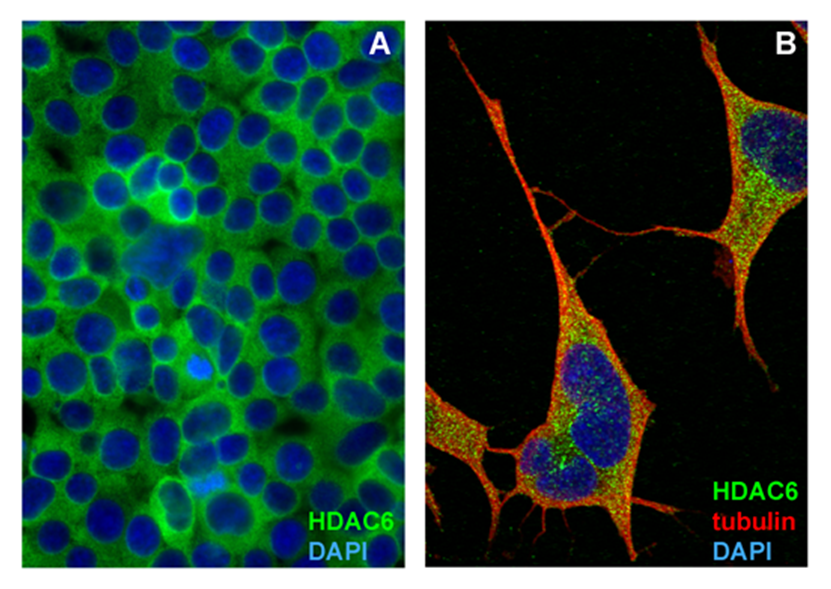 Anti-HDAC6 Purified