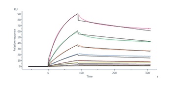 Human VEGF-B Protein, His Tag