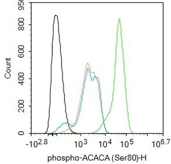 Phospho-ACACA (Ser80) Rabbit Polyclonal Antibody