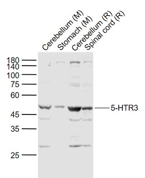 5-HTR3 Rabbit Polyclonal Antibody