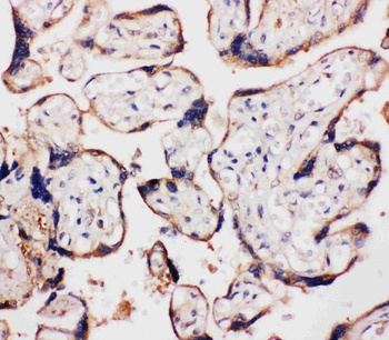 WISP1 Antibody