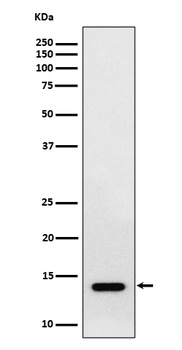 Anti-RNF7 Rabbit Monoclonal Antibody