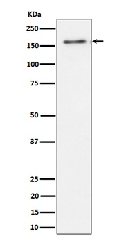 Anti-TMF Rabbit Monoclonal Antibody