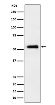 Anti-PRD Rabbit Monoclonal Antibody