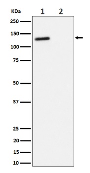 Anti-Phospho-p130(T986) Rabbit Monoclonal Antibody