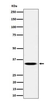 Anti-TCEA1 Rabbit Monoclonal Antibody