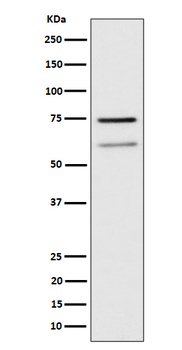 Anti-WDR1 Rabbit Monoclonal Antibody
