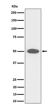 Anti-CEP43 Rabbit Monoclonal Antibody