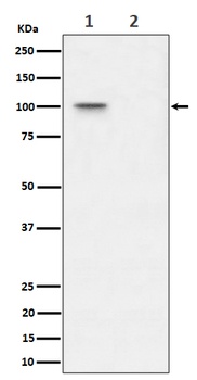 Anti-Phospho-Nucleolin (T76) Rabbit Monoclonal Antibody