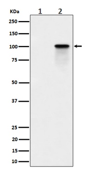 Anti-Phospho-Nucleolin (T84) Rabbit Monoclonal Antibody