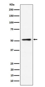 Anti-NUP50 Rabbit Monoclonal Antibody