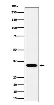 Anti-PPCS Rabbit Monoclonal Antibody