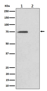 Anti-Phospho-eIF4B (S406) Rabbit Monoclonal Antibody