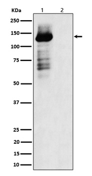 Anti-Phospho-TAOK1/2/3 (S181 + S181 + S177) Rabbit Monoclonal Antibody