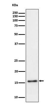 Anti-TRAPPC2 Rabbit Monoclonal Antibody