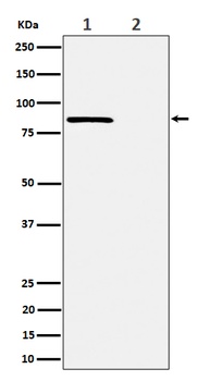 Anti-Phospho-Rad17 (S656) Rabbit Monoclonal Antibody