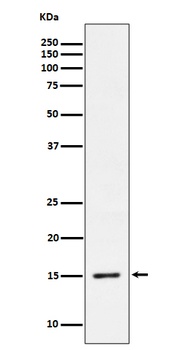 Anti-Phospho-Histone H3.3 (S31) Rabbit Monoclonal Antibody