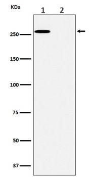 Anti-Phospho-ACC(S80) Rabbit Monoclonal Antibody