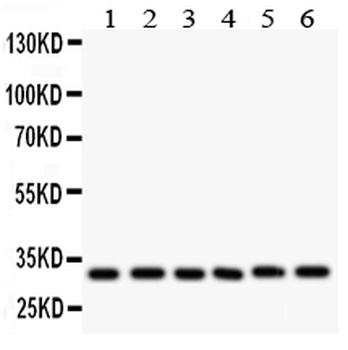 Caspase 3/CASP3 Antibody