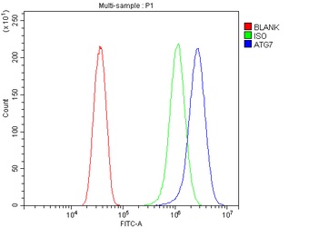 Apg7/ATG7 Antibody