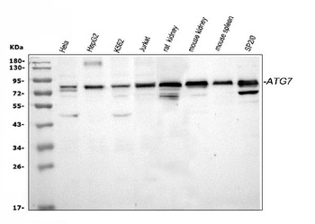 Apg7/ATG7 Antibody