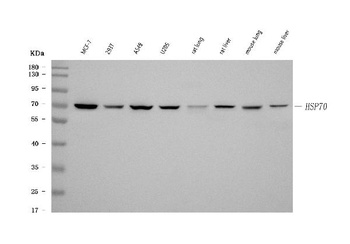 Anti-HSP70 Hspa1b Antibody (Monoclonal, BRM-22)
