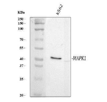 Anti-Phospho-MAP Kinase, Activated(Diphosphorylated ERK-1&2) Mapk3 Antibody (Monoclonal, MAPK-YT)